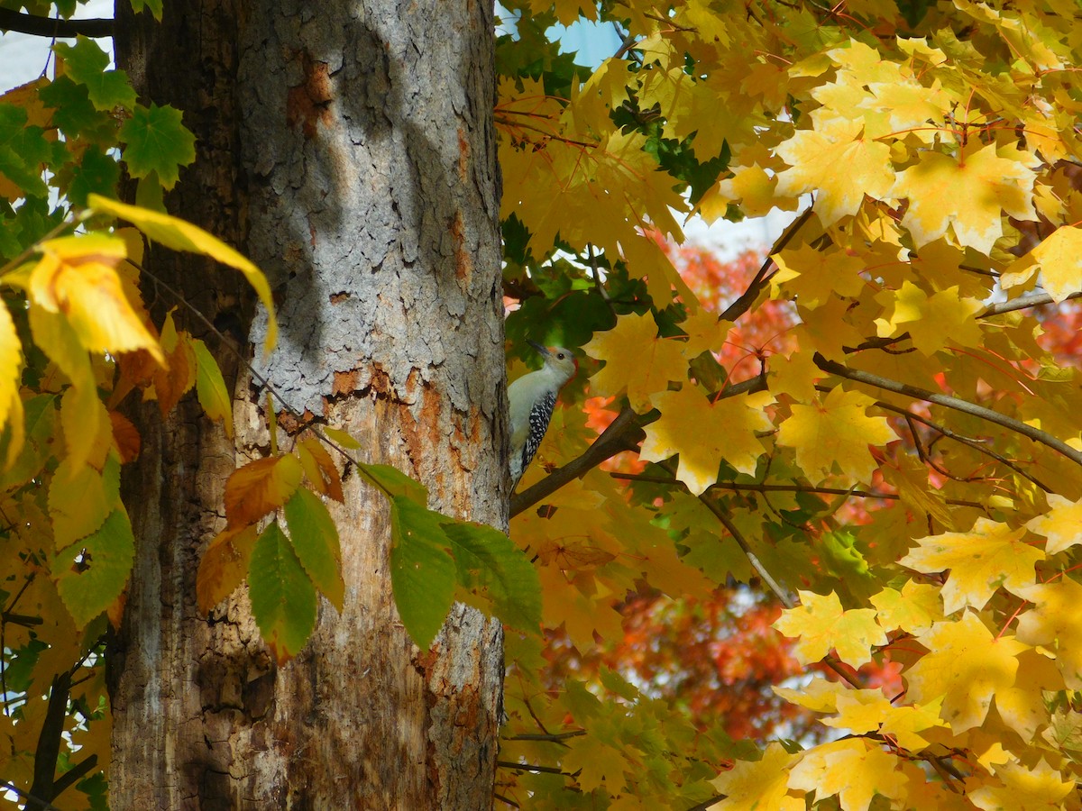 Red-bellied Woodpecker - ML496791221