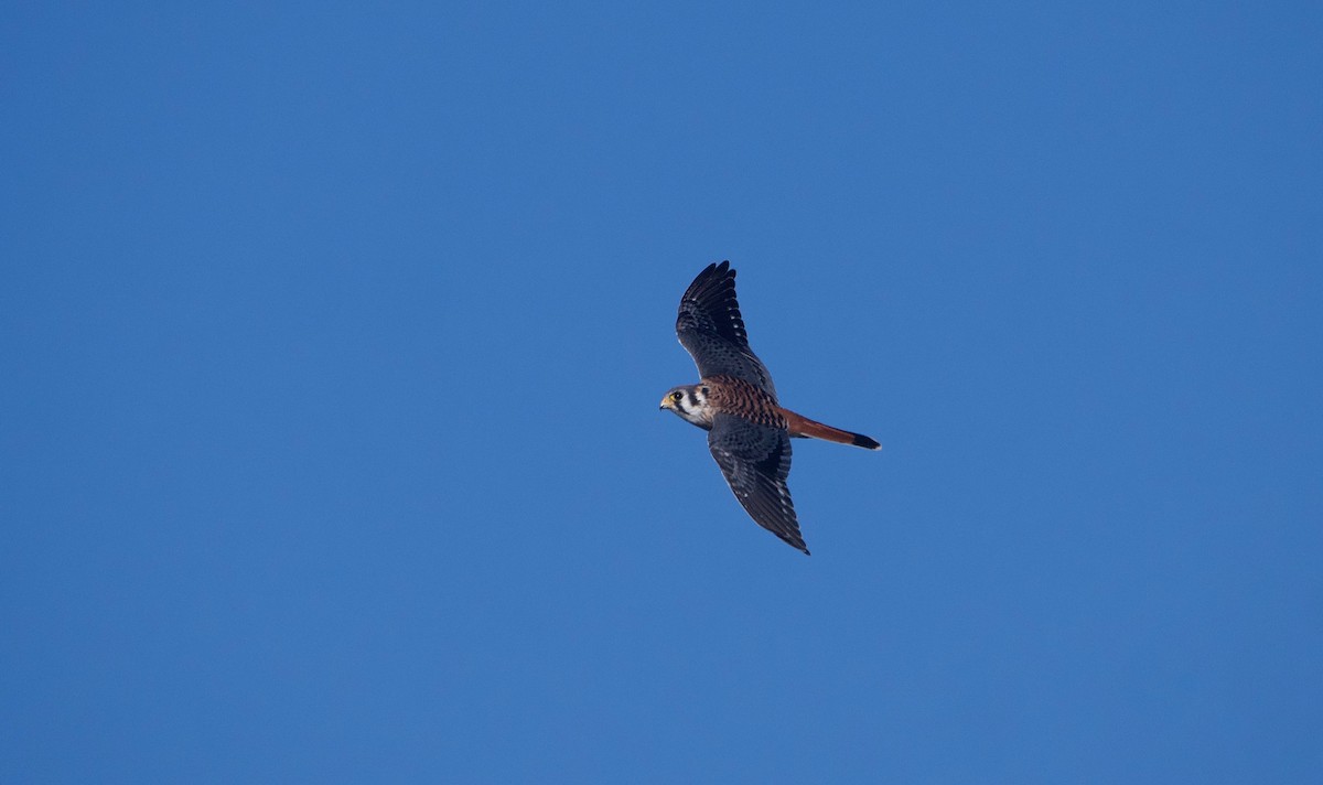 American Kestrel - ML496792081