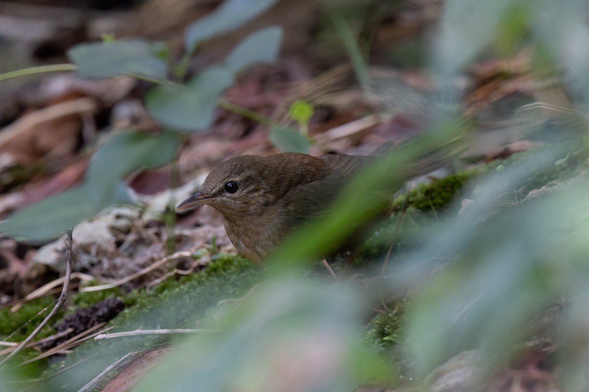 Sakhalin Grasshopper Warbler - ML496792341