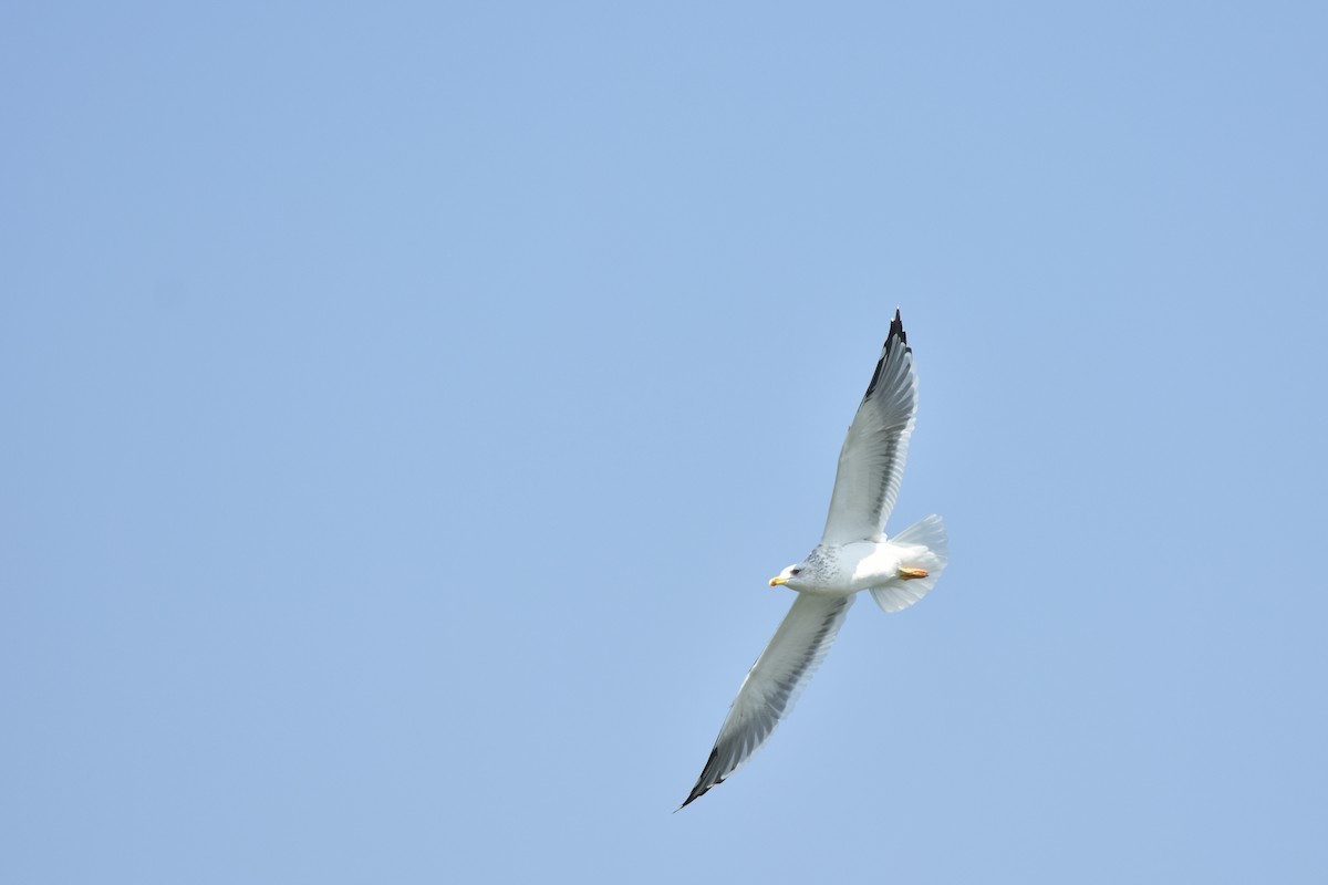 Lesser Black-backed Gull - ML49679251