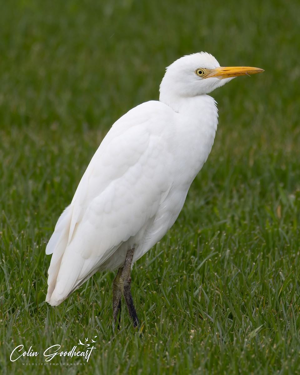 volavka rusohlavá - ML496793011