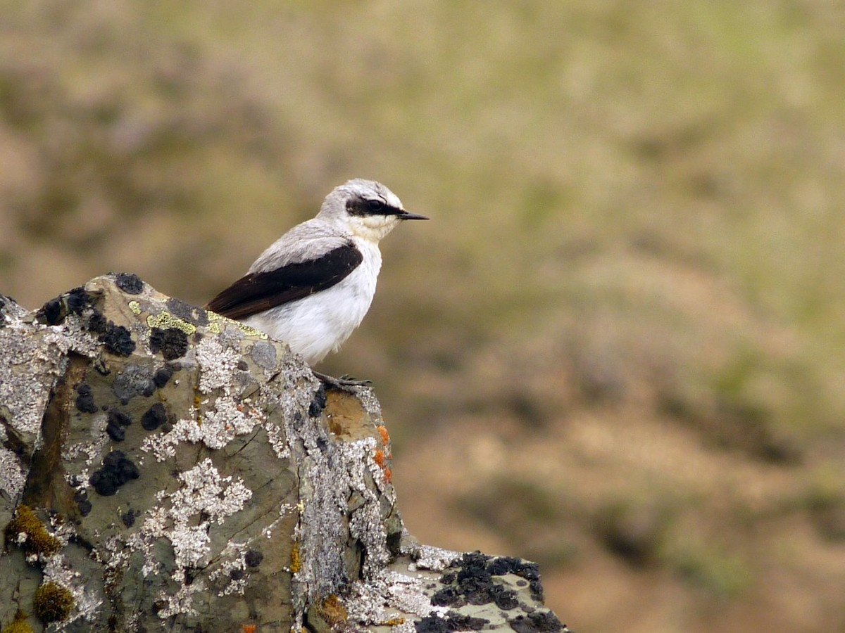 Northern Wheatear - Tucker Lutter