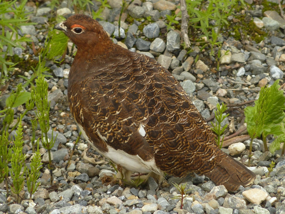 Willow Ptarmigan - ML496793951