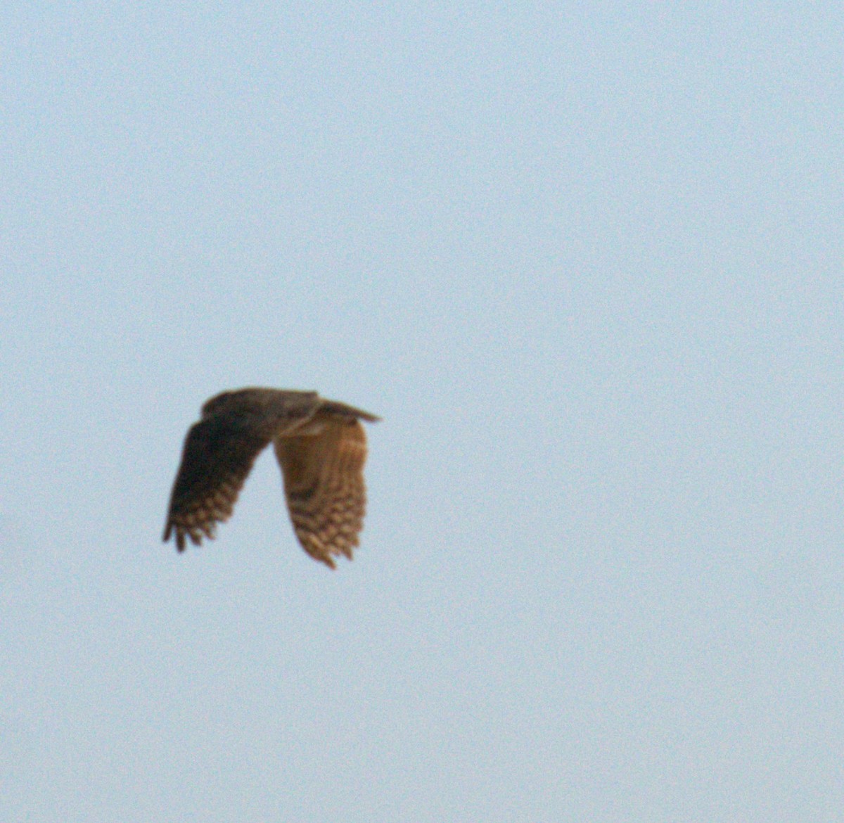 Great Horned Owl - ML496794421