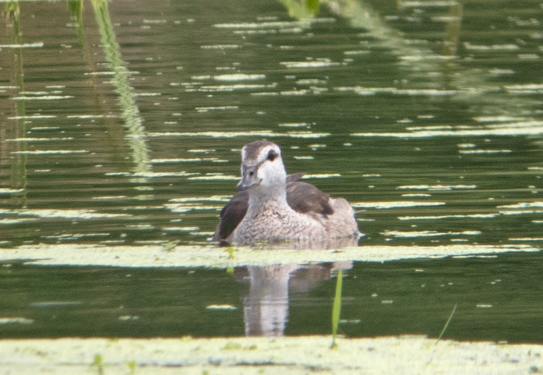 Cotton Pygmy-Goose - ML49679501