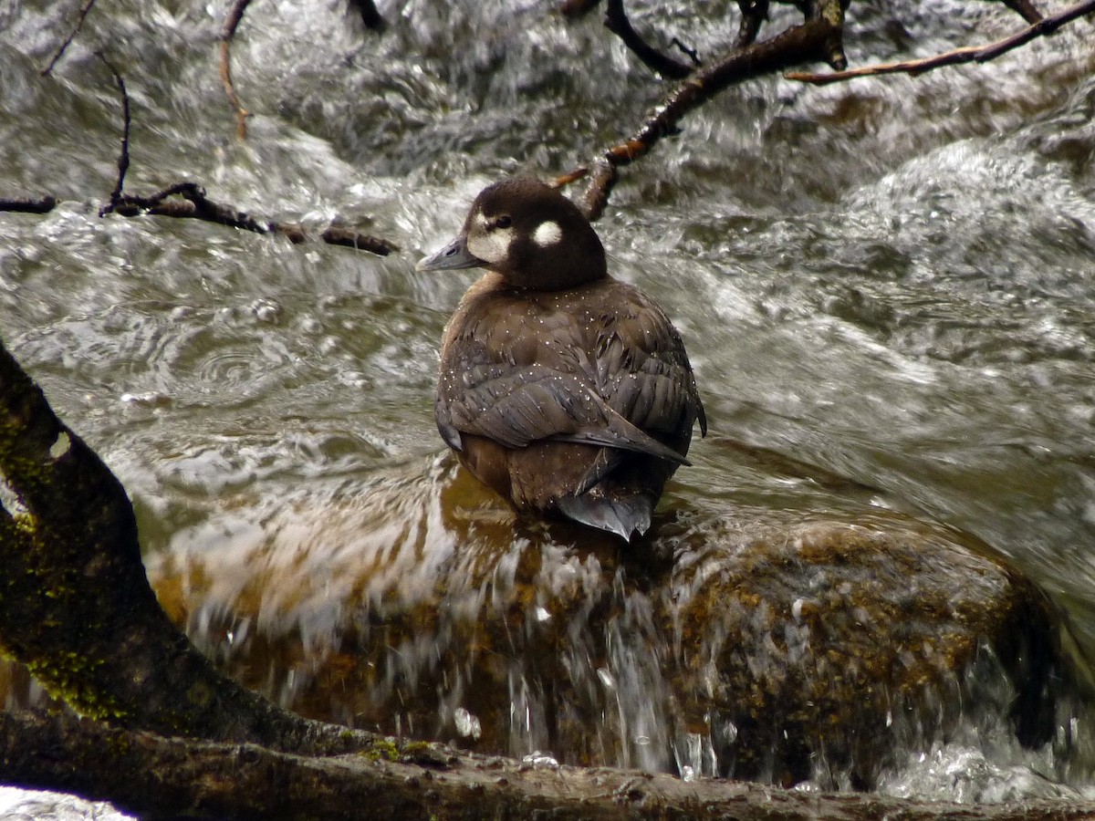 Harlequin Duck - ML496797151