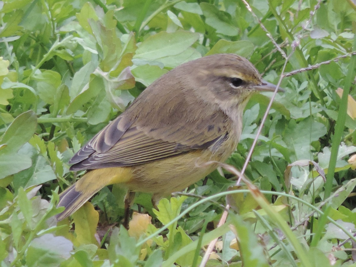 Palm Warbler - ML496798461