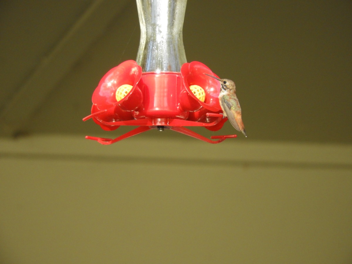 Rufous Hummingbird - ML496799621