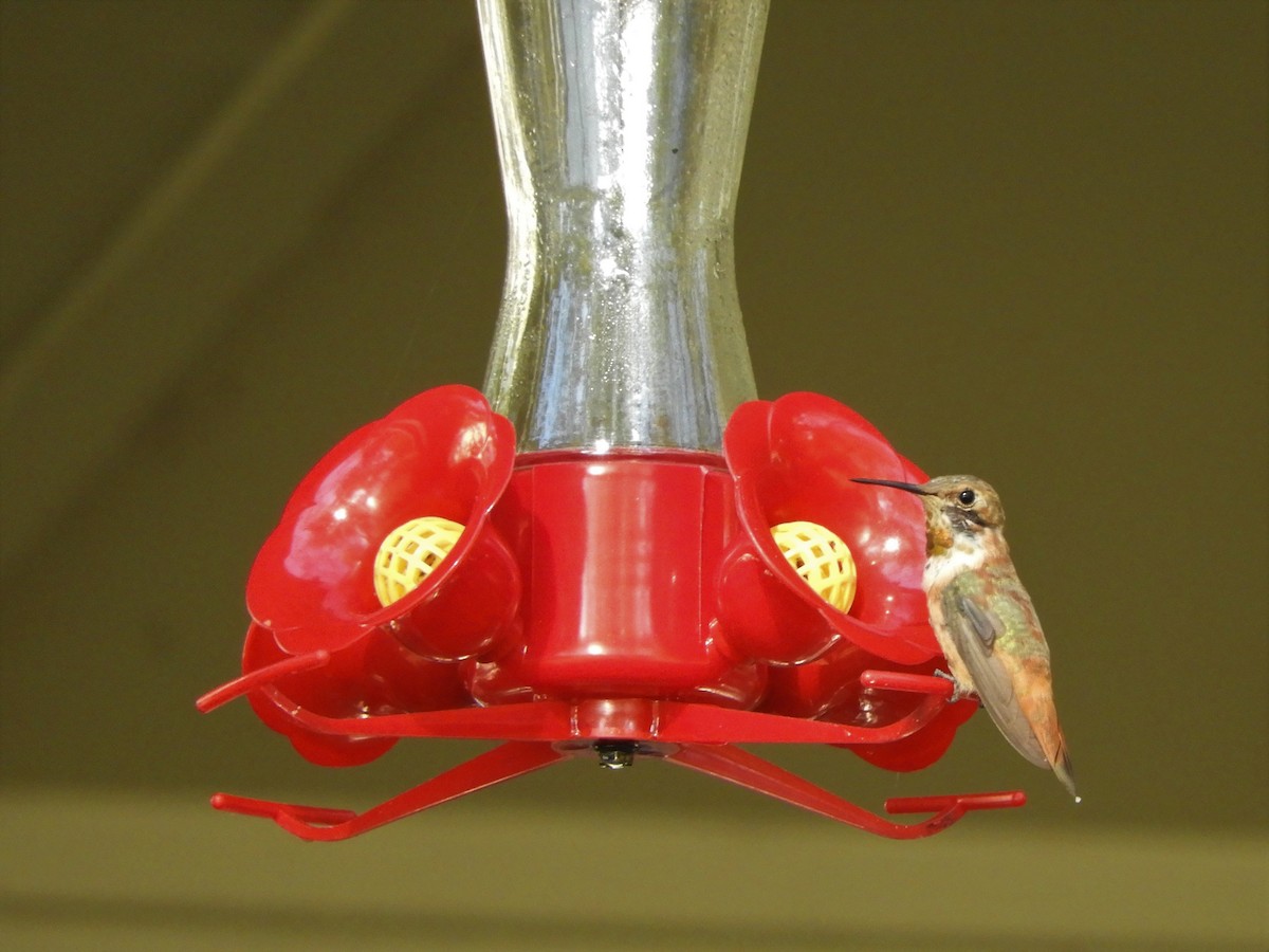 Rufous Hummingbird - ML496799701