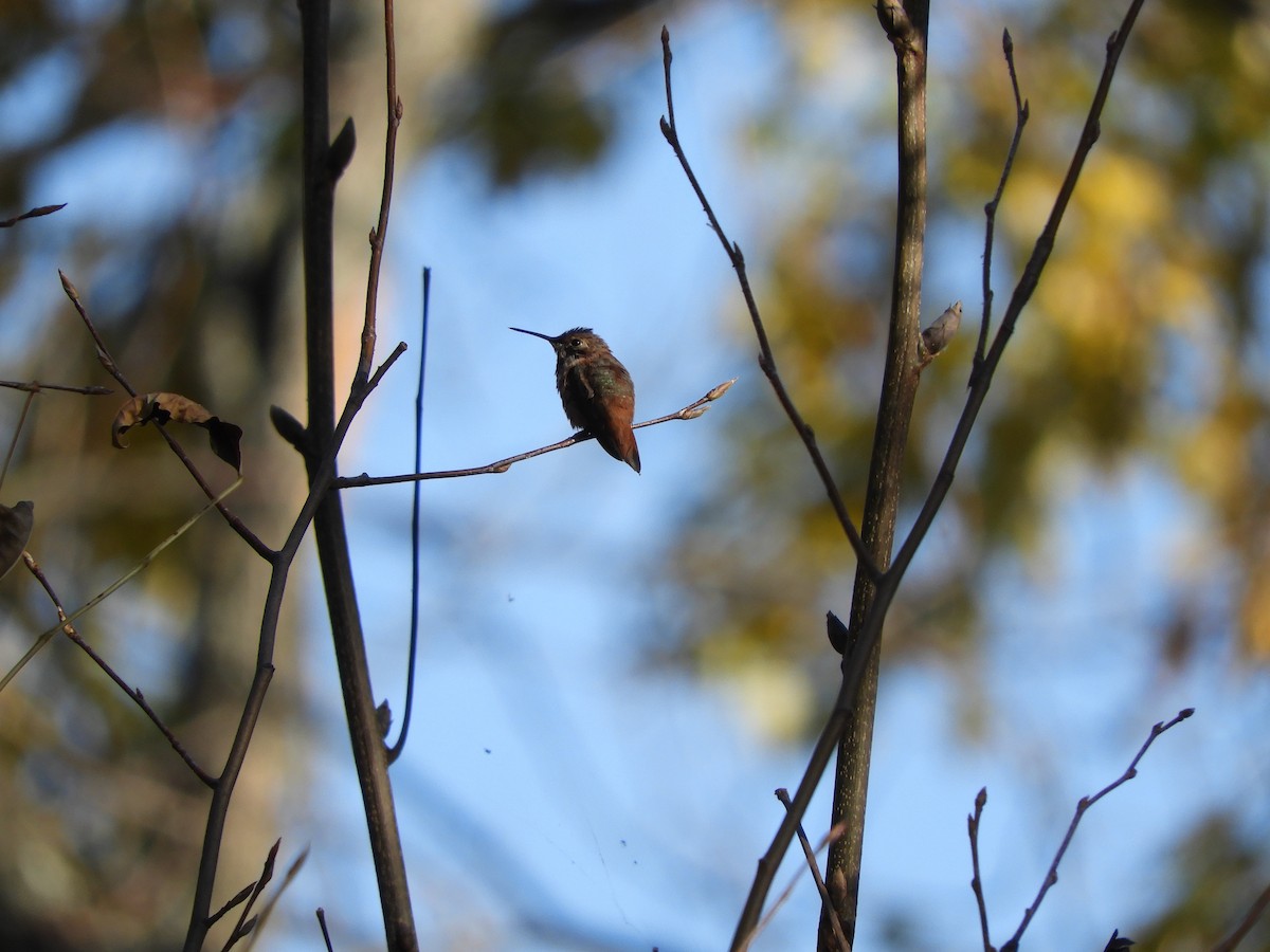 Rufous Hummingbird - ML496799711