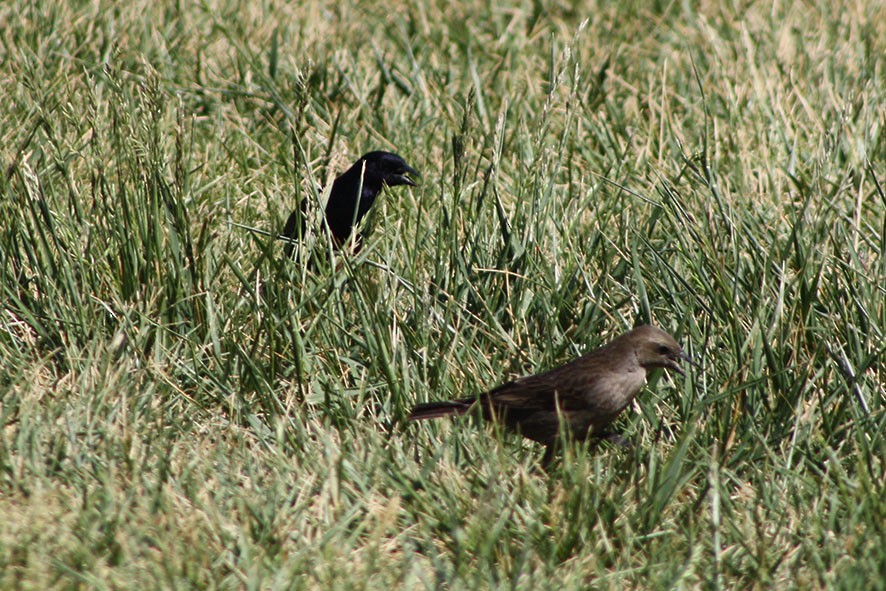 Shiny Cowbird - Loreto Cooper