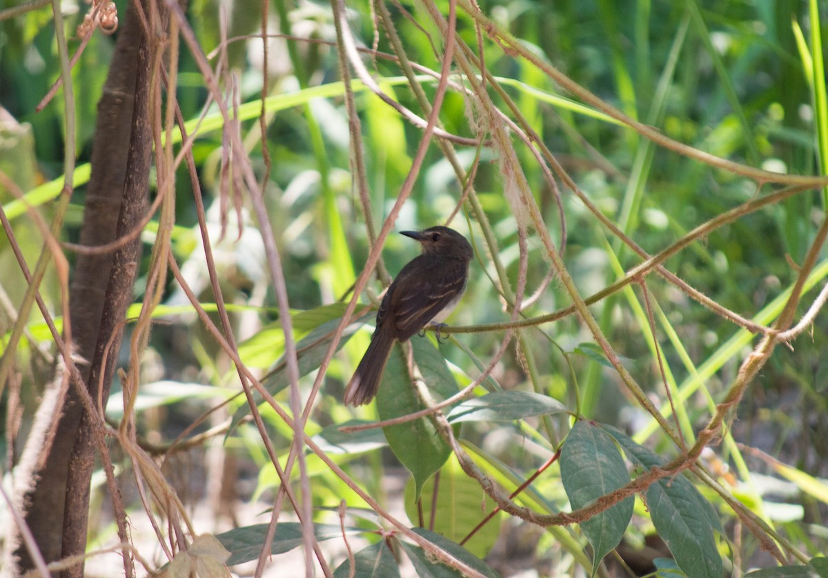 Fuscous Flycatcher - ML496800171