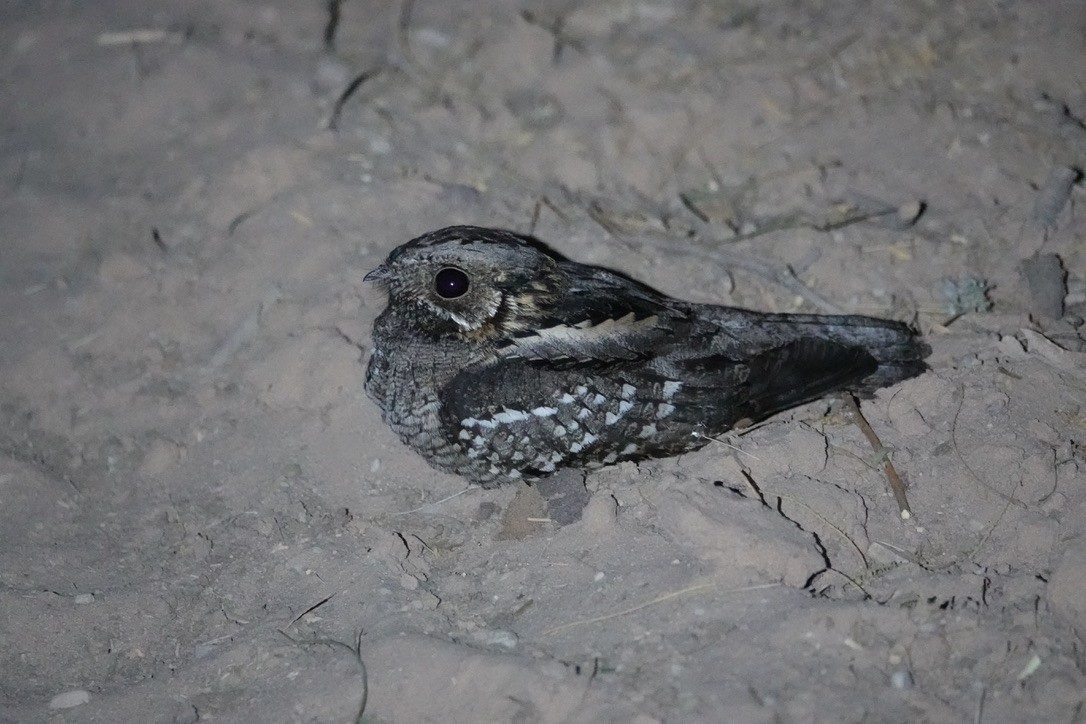 Little Nightjar - ML496800931