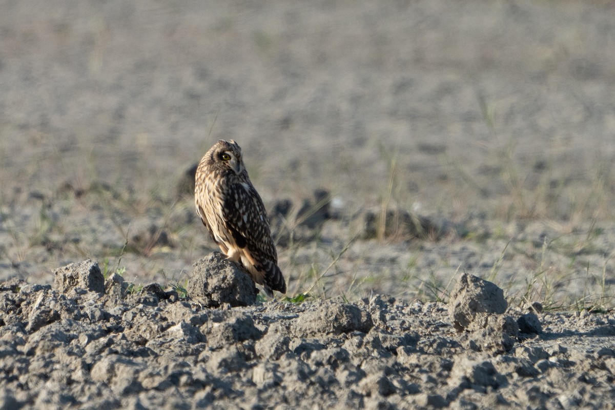 Hibou des marais - ML496804391