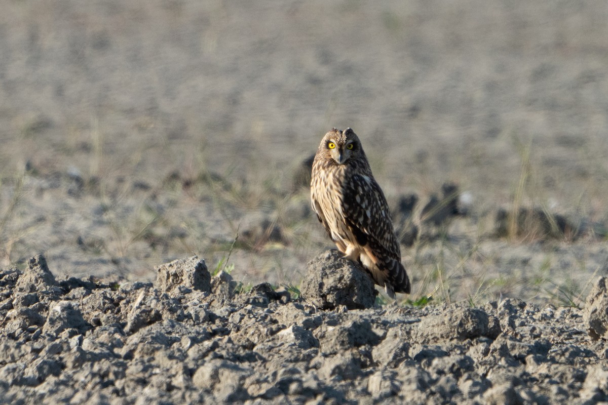 Hibou des marais - ML496804401