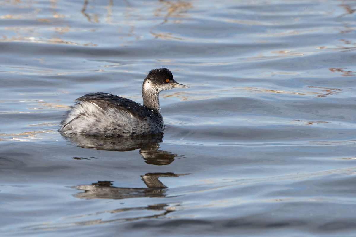 Eared Grebe - ML496806231