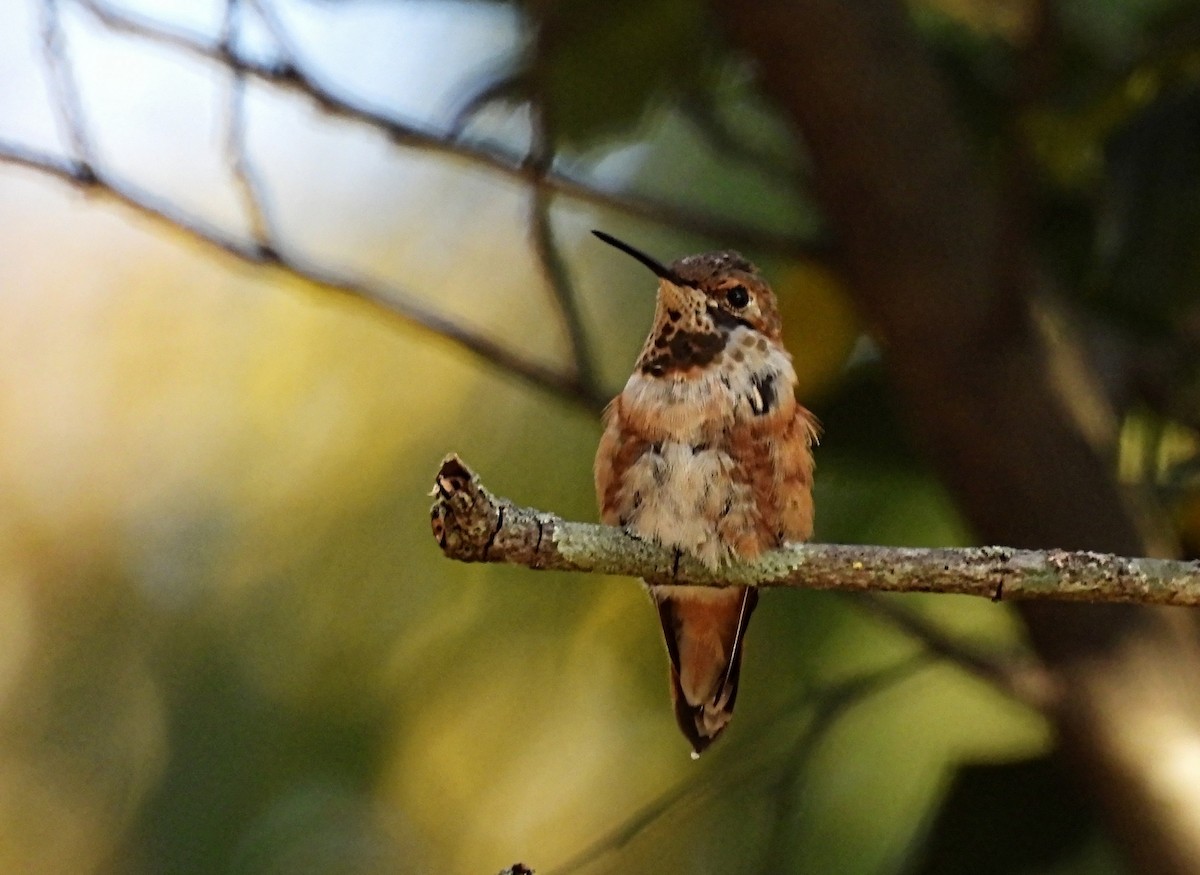 Rufous Hummingbird - ML496807791