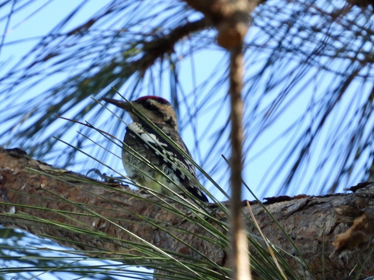 Yellow-bellied Sapsucker - Elizabeth Stakenborg