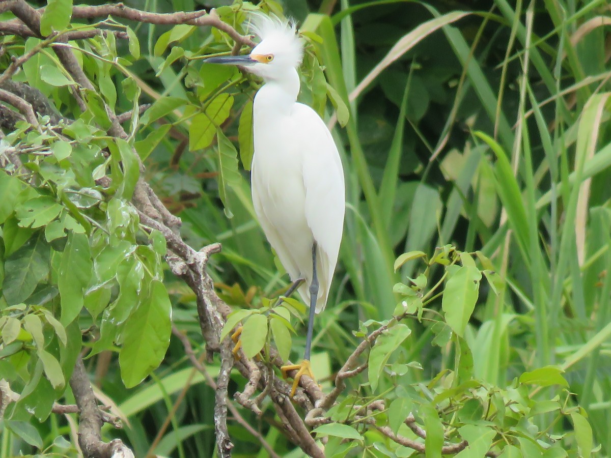 Snowy Egret - ML496809561