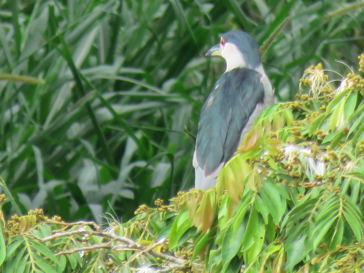 Black-crowned Night Heron - ML496809811