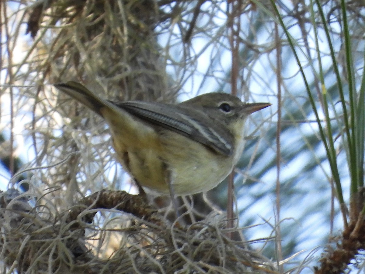 Pine Warbler - ML496810071