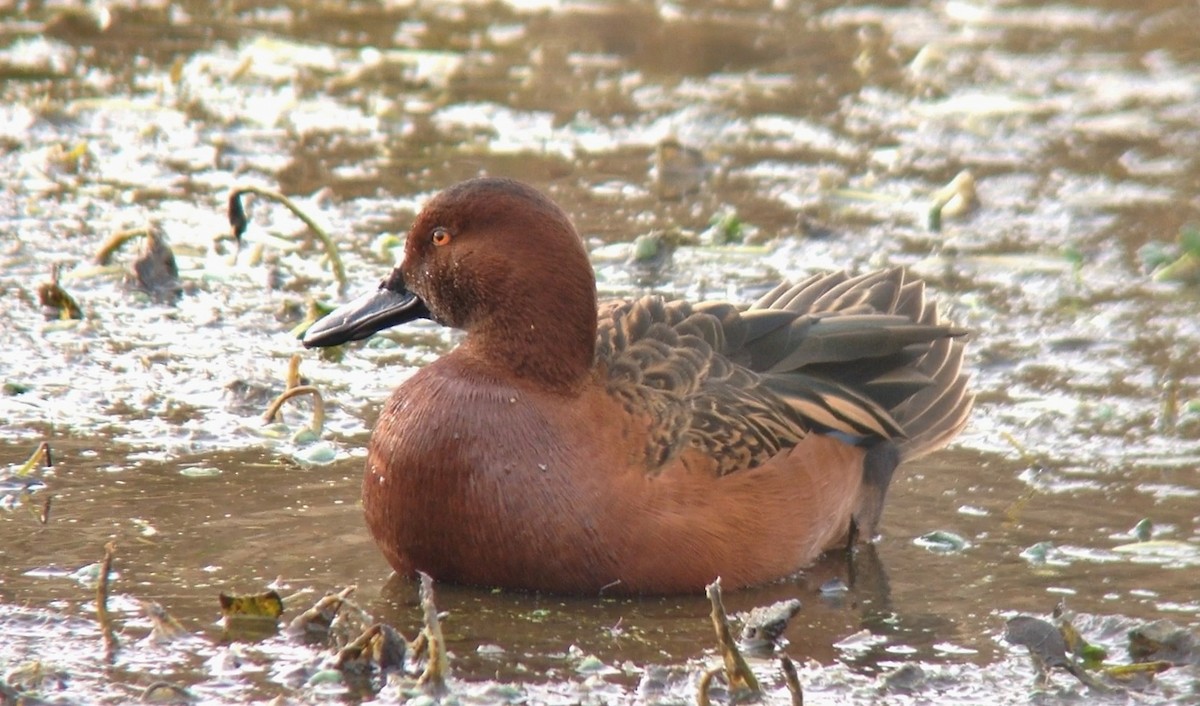 Alzavola cannella - ML49681121