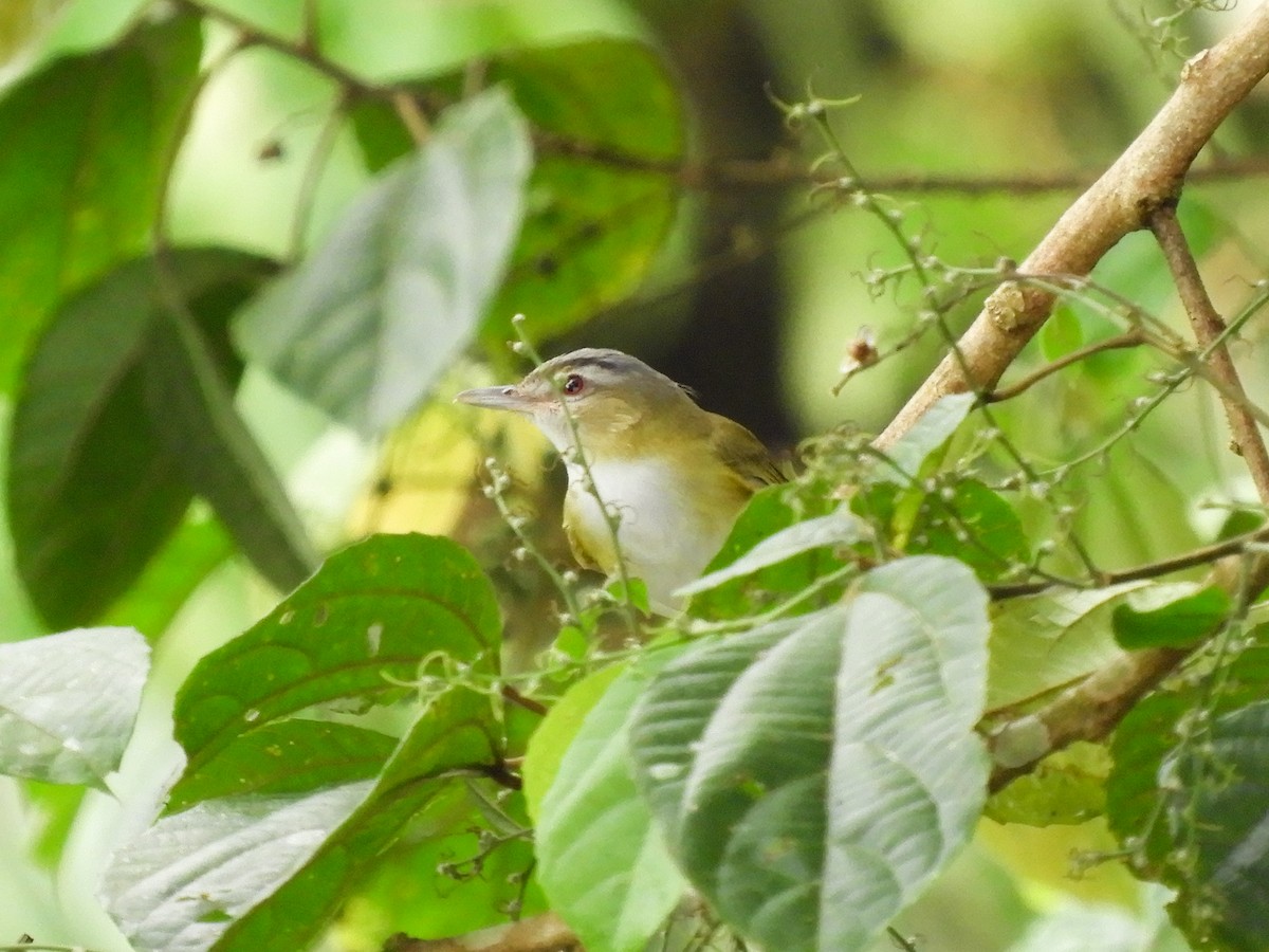 Yellow-green Vireo - ML496811551