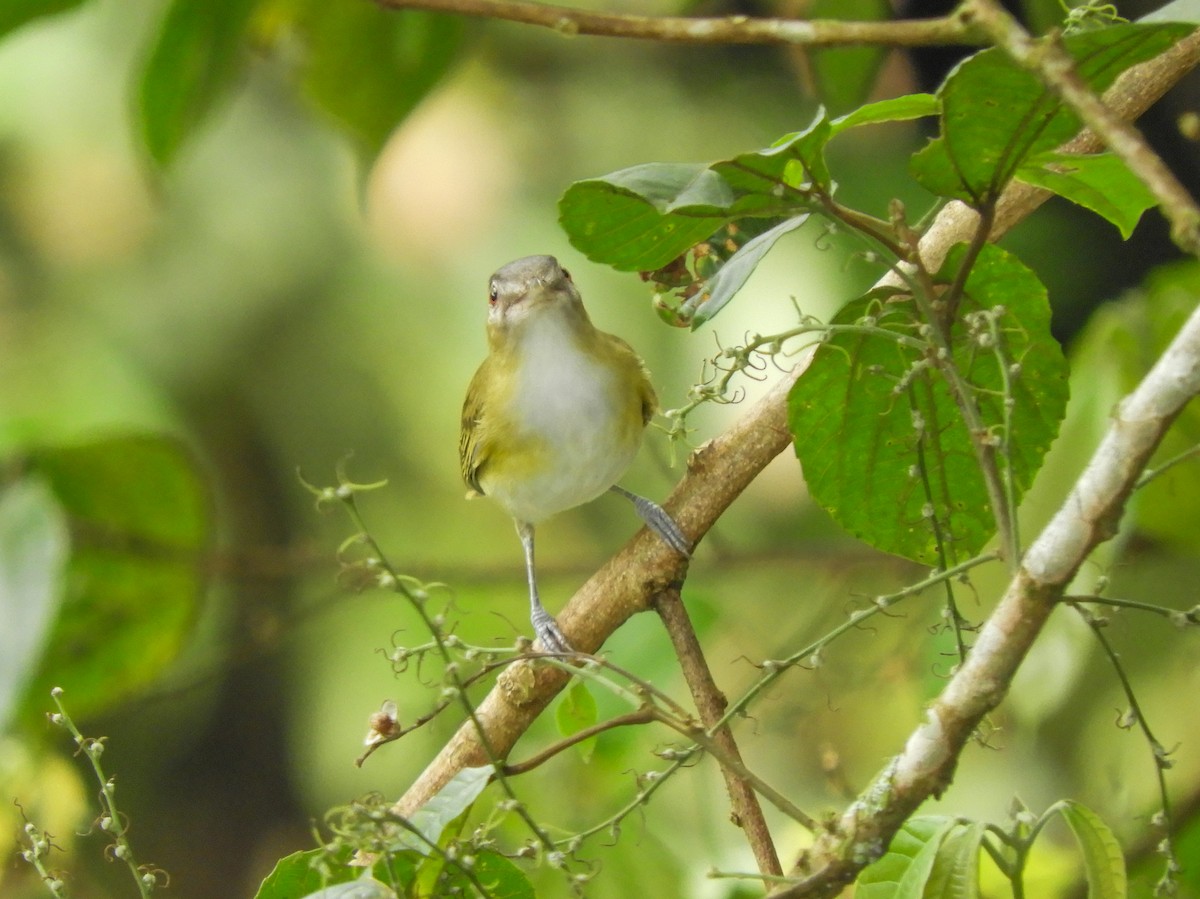 Yellow-green Vireo - ML496811581