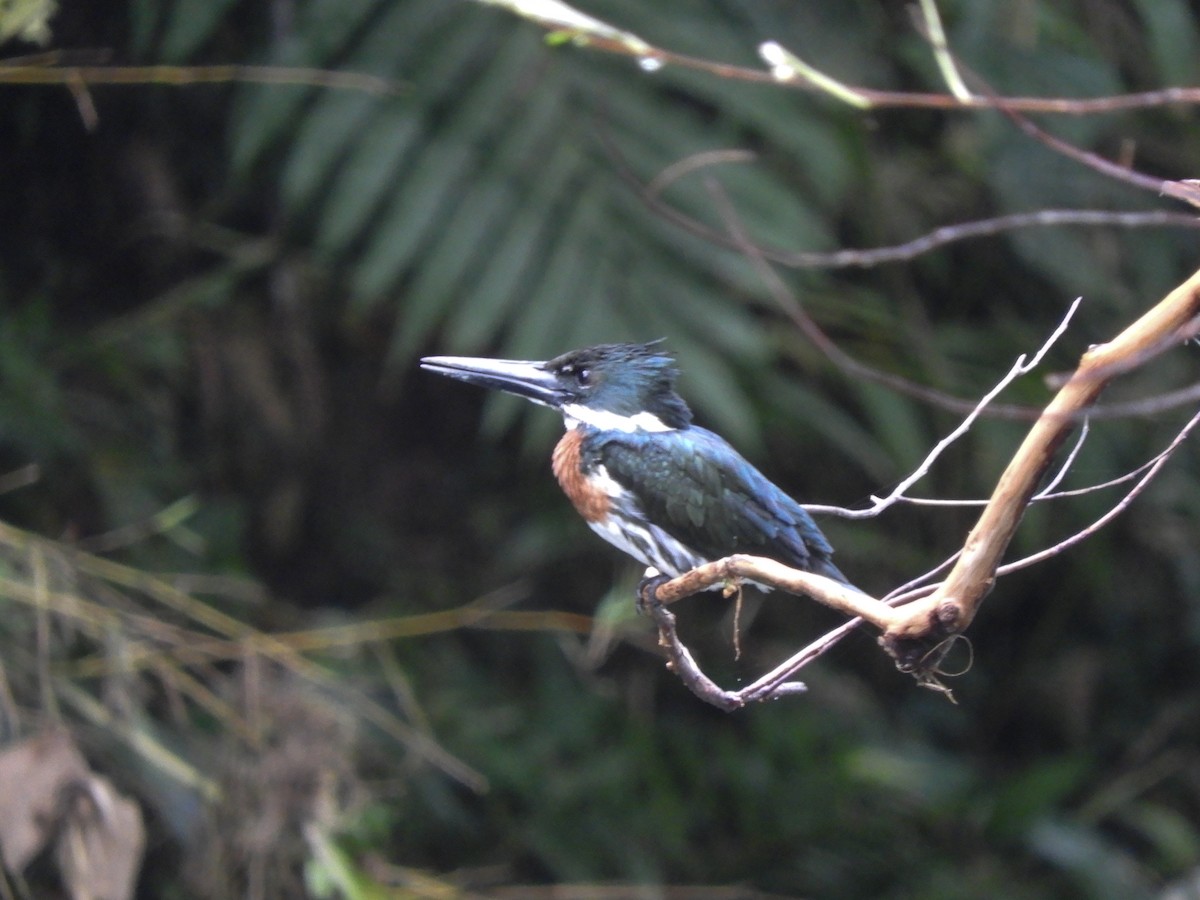 Amazon Kingfisher - ML496812601