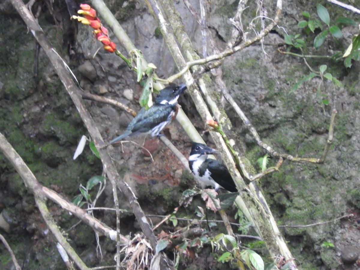 Amazon Kingfisher - ML496812611