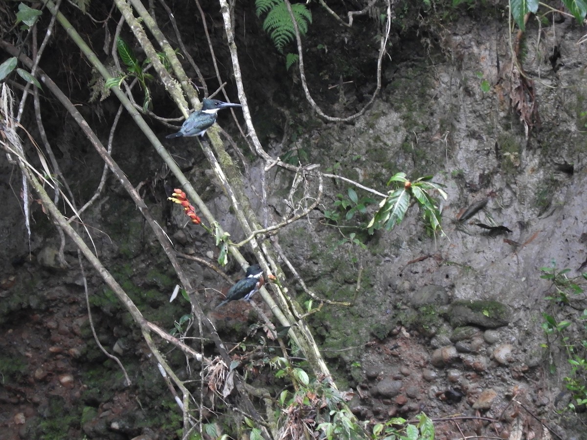 Amazon Kingfisher - ML496812621