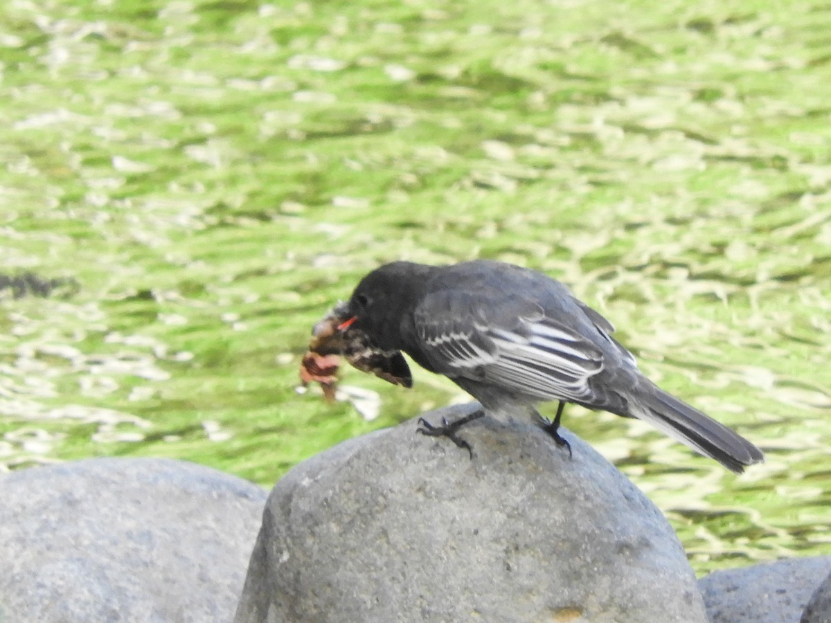 Black Phoebe - ML496813361