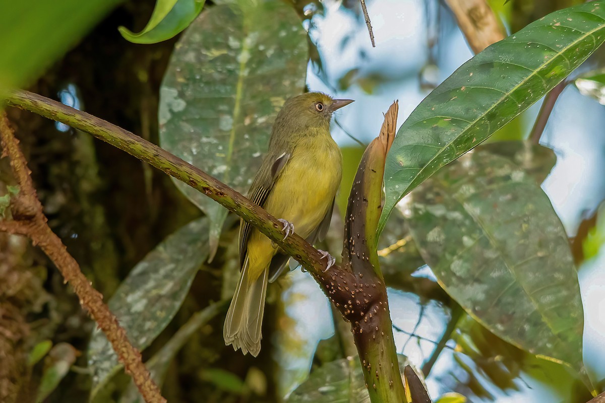 Olivvireo - ML496813761