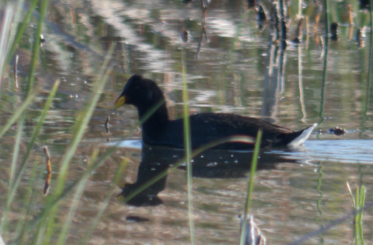 Red-fronted Coot - Miguel Pardo