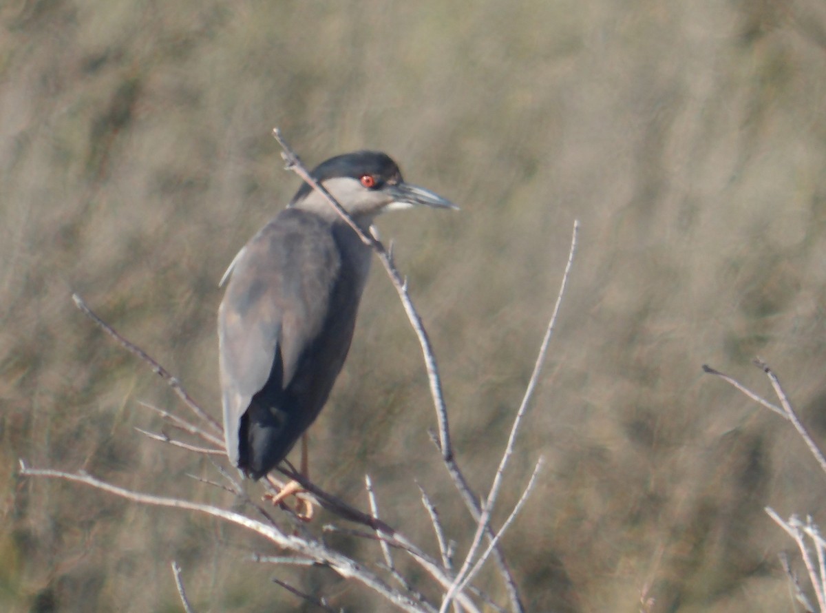 Black-crowned Night Heron - Miguel Pardo