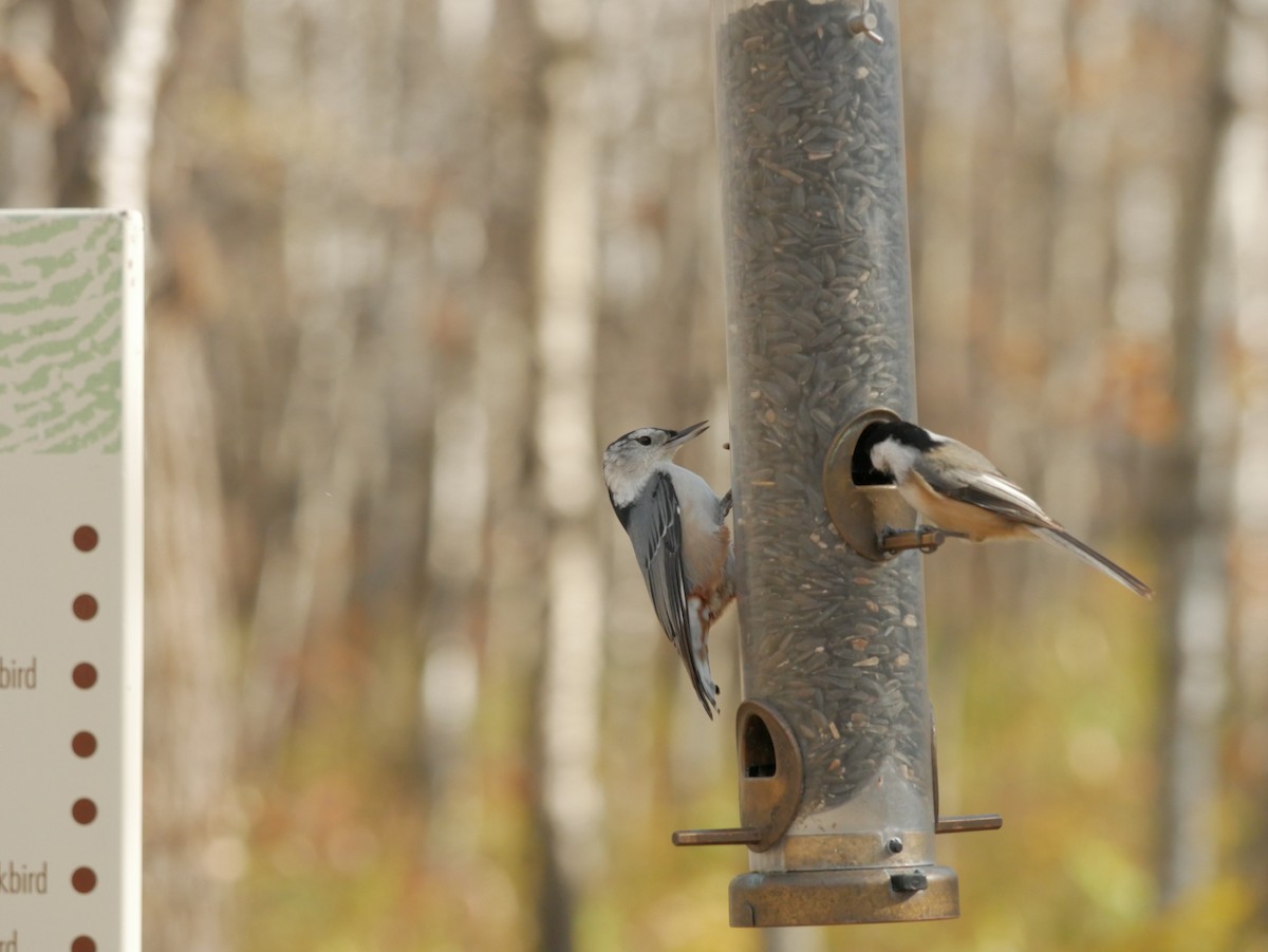 White-breasted Nuthatch - ML496814741