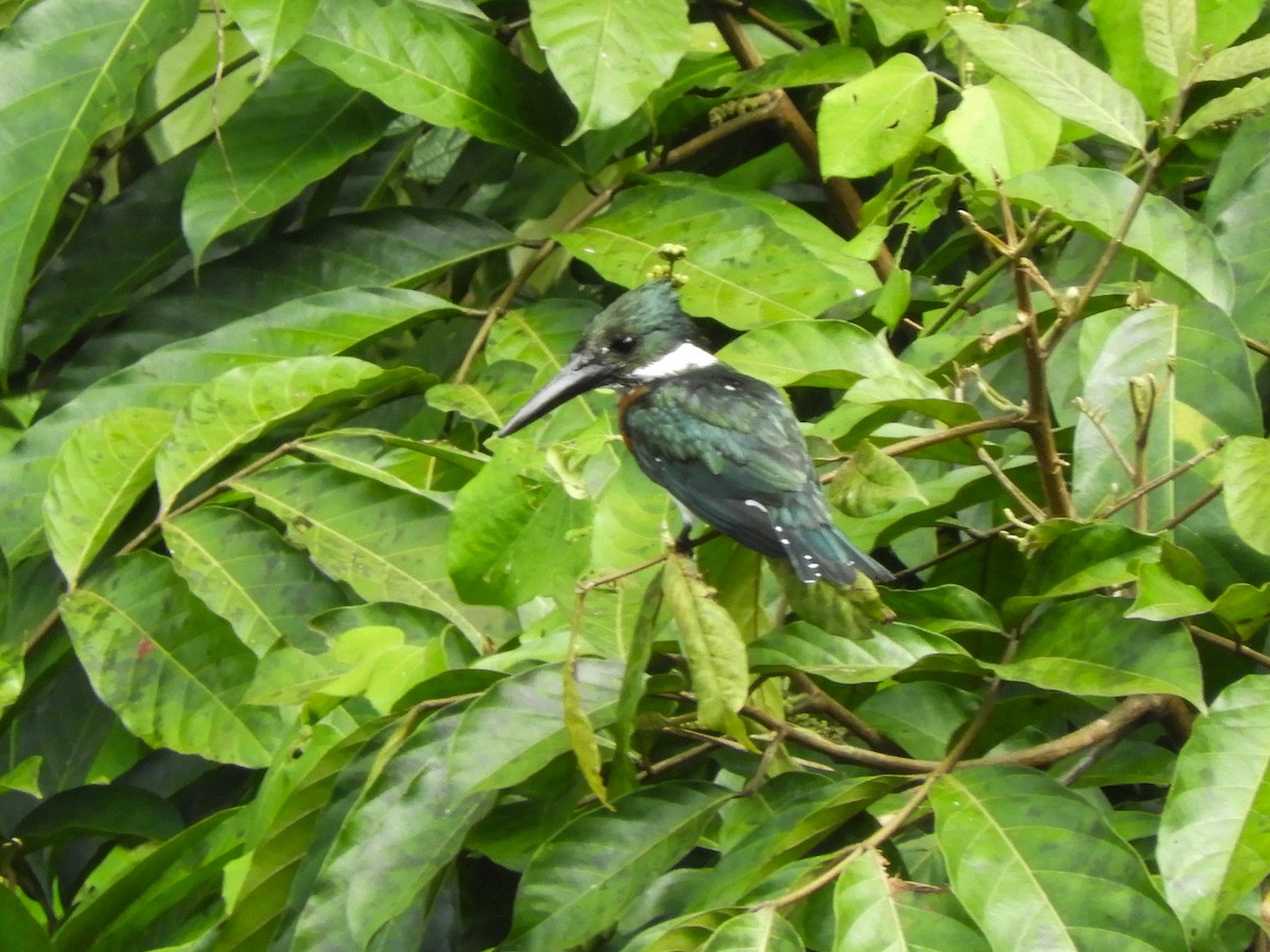 Martín Pescador Amazónico - ML496814911