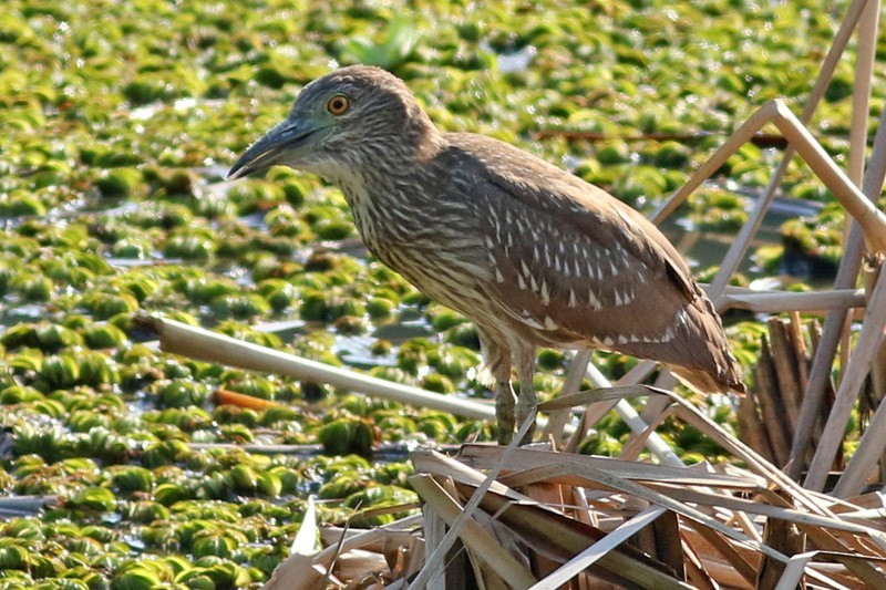 Black-crowned Night Heron - Coa Recs