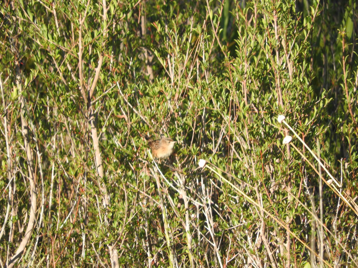 Sedge Wren - ML496815551