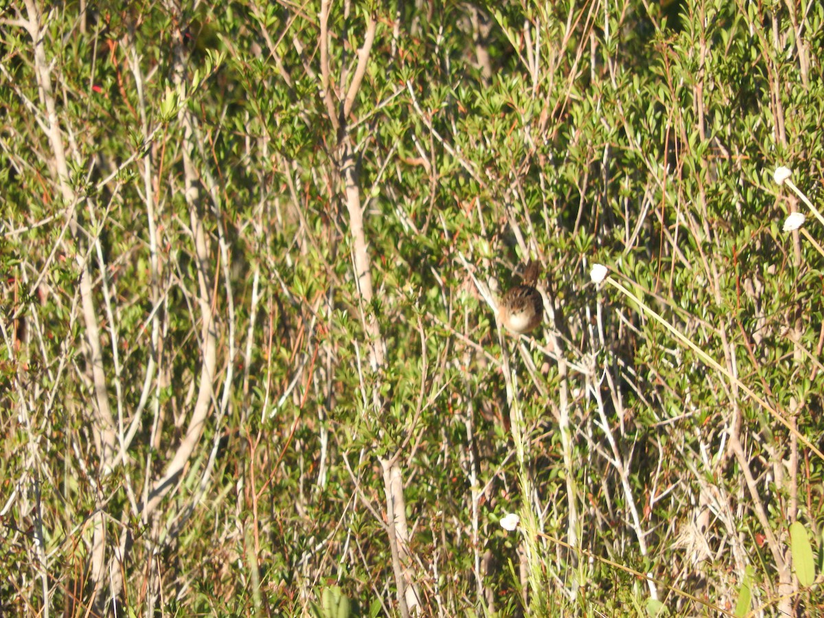 Sedge Wren - ML496815561