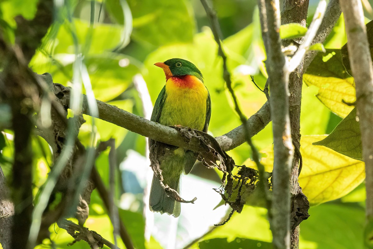 Scarlet-breasted Fruiteater - ML496815661