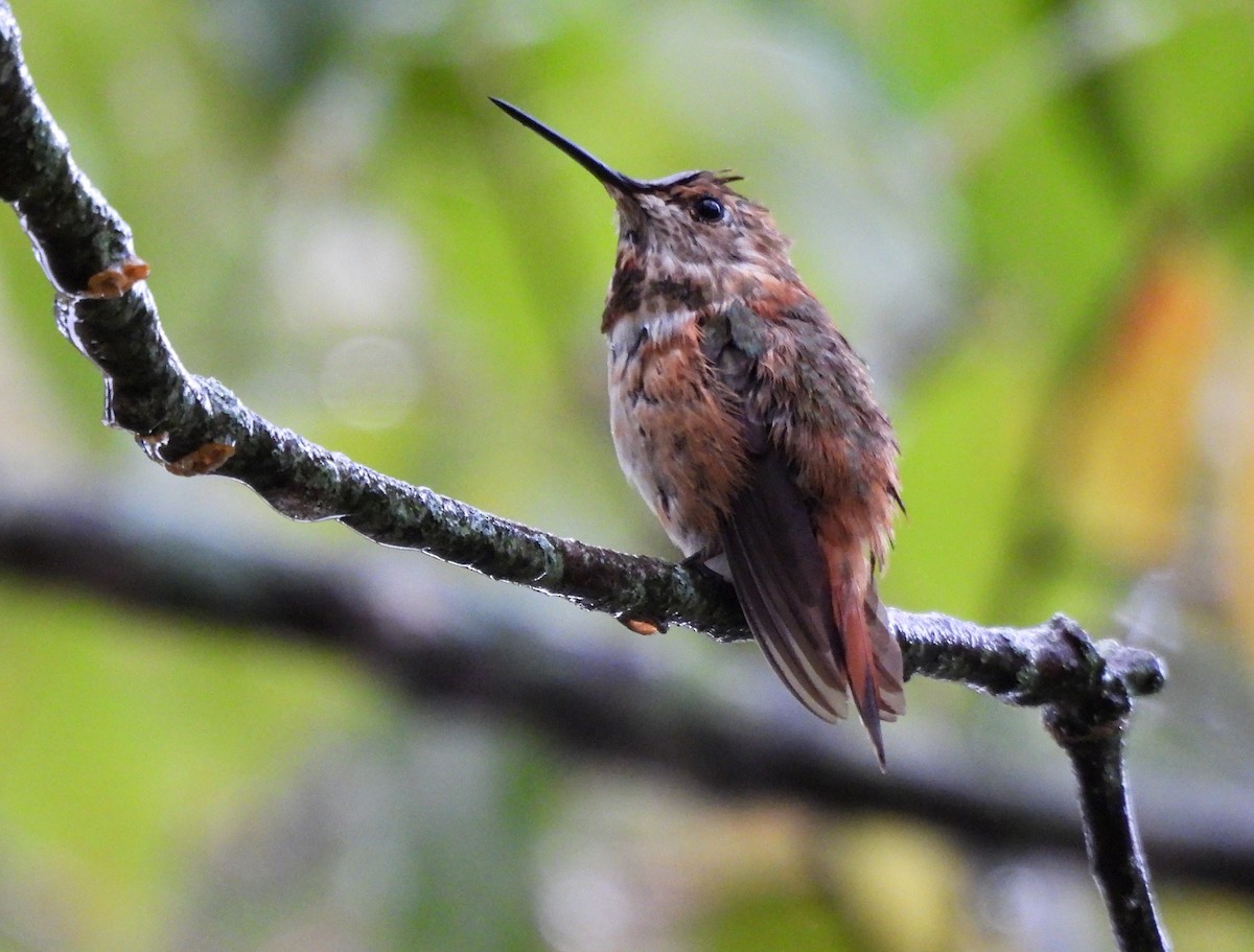 Rufous Hummingbird - ML496817141