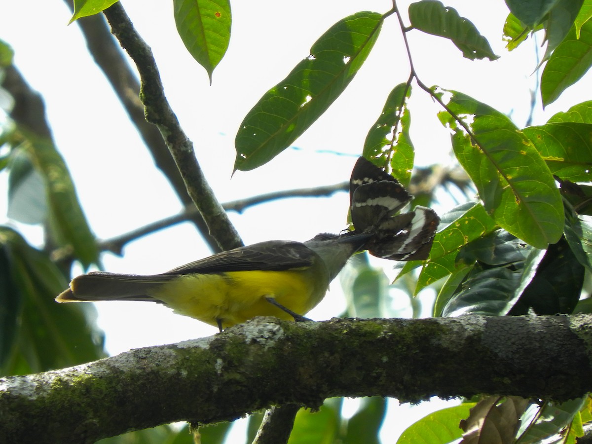 Tropical Kingbird - ML496818171