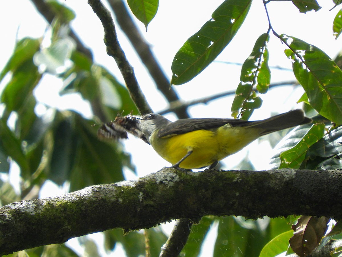 Tropical Kingbird - ML496818181