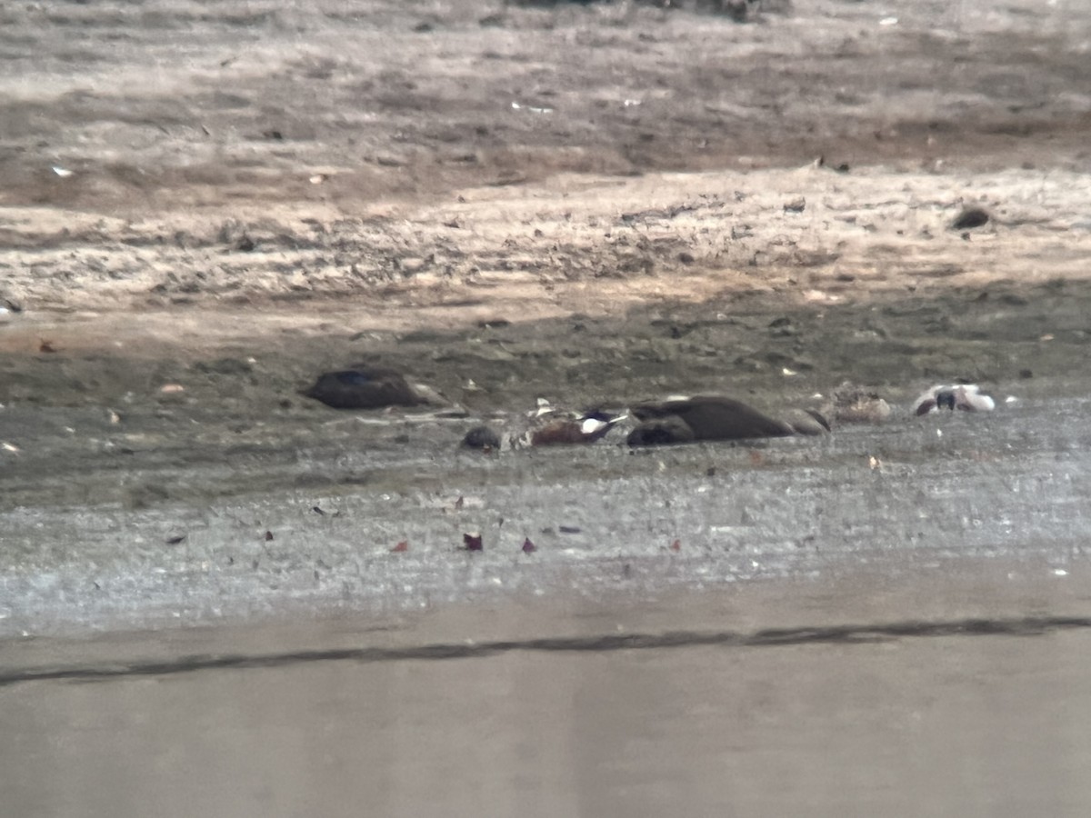 Northern Shoveler - ML496819931