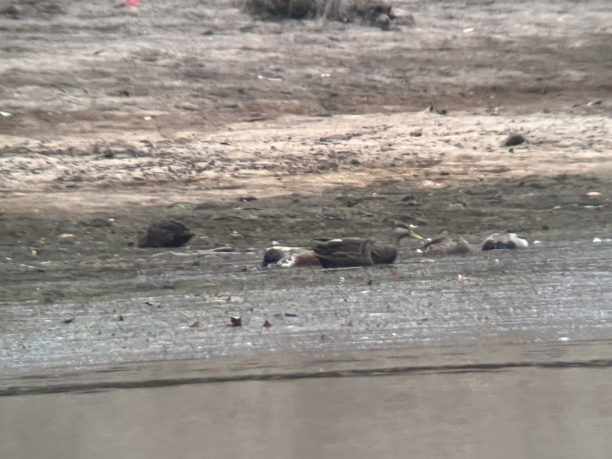 Northern Shoveler - ML496819941