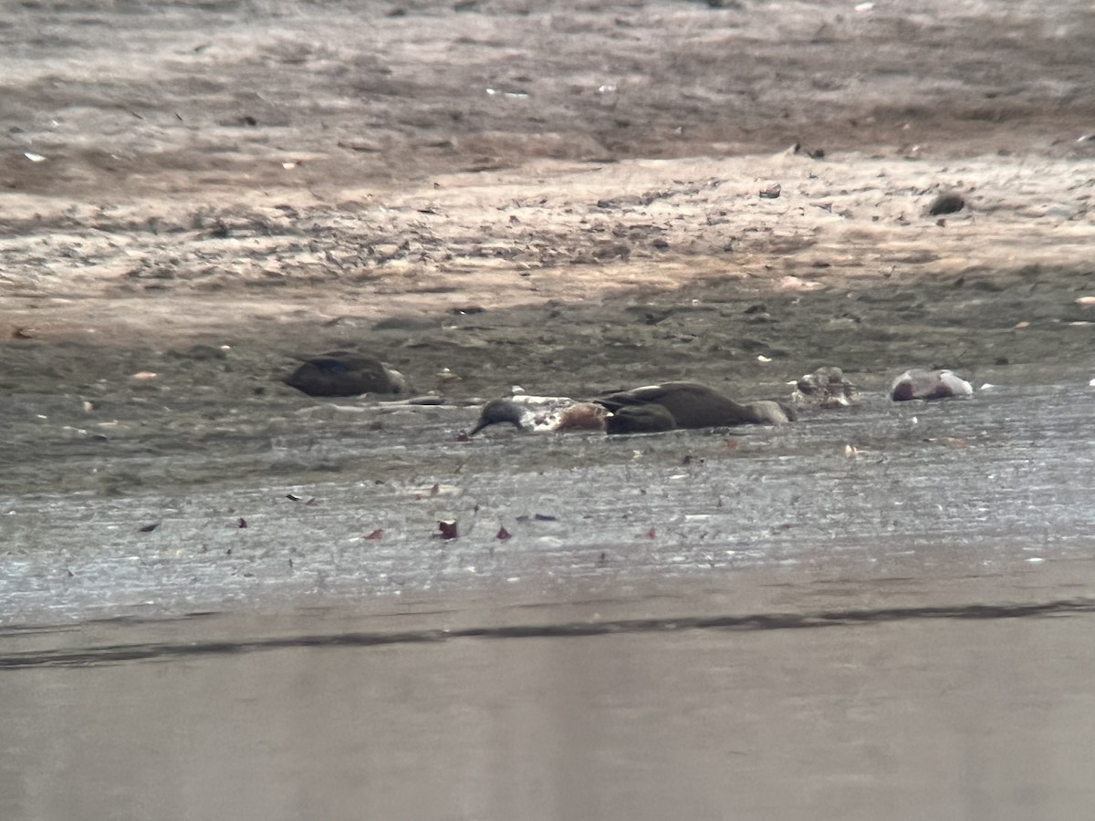 Northern Shoveler - ML496819951