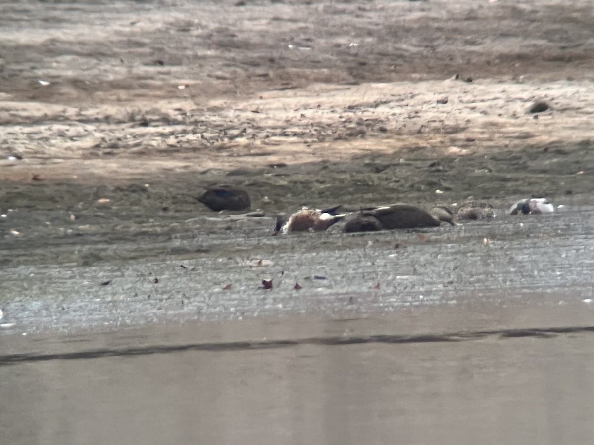 Northern Shoveler - ML496819961