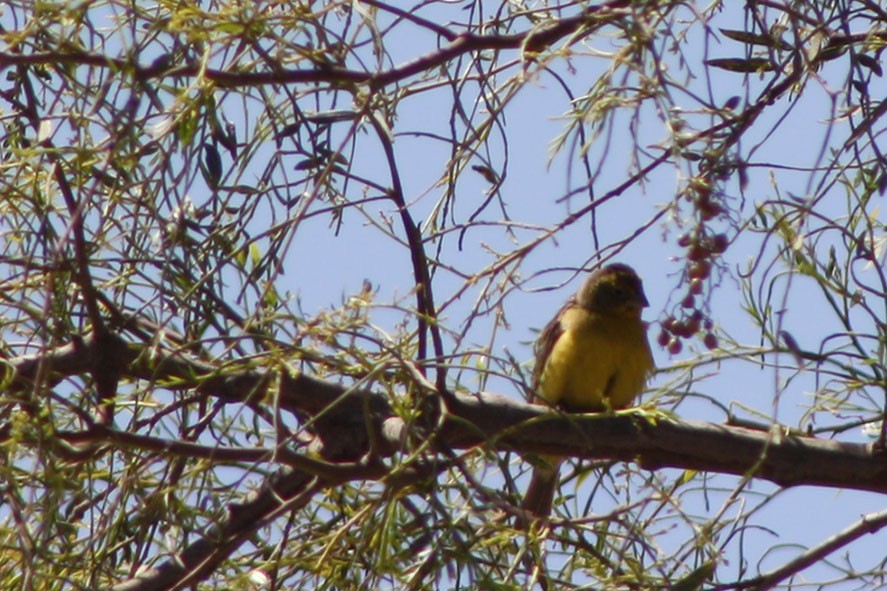 Grassland Yellow-Finch (Grassland) - Loreto Cooper