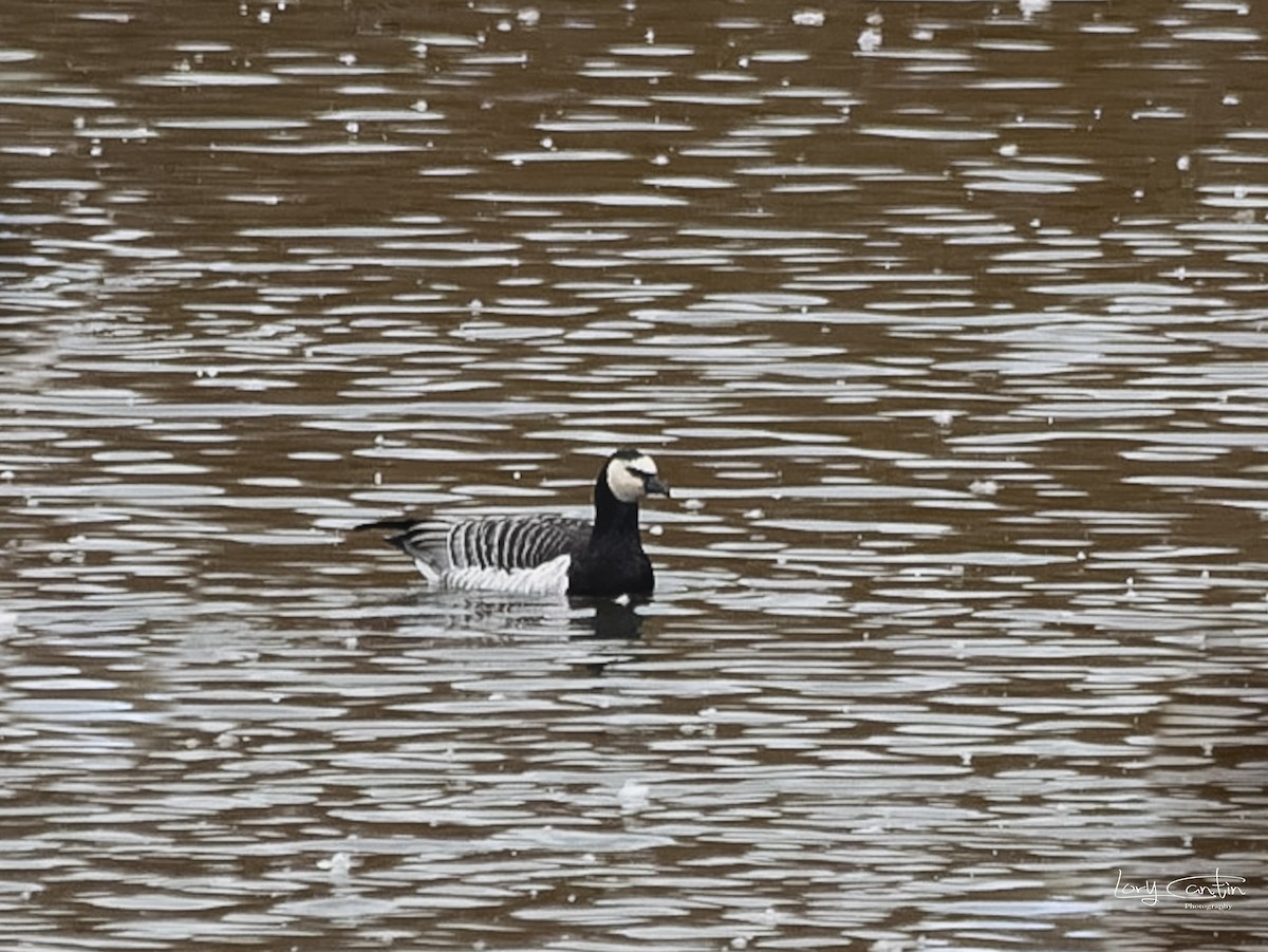 Barnacle Goose - Lory Cantin